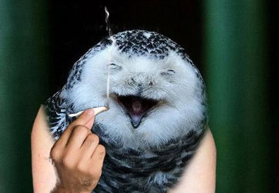 birds with arms greatest