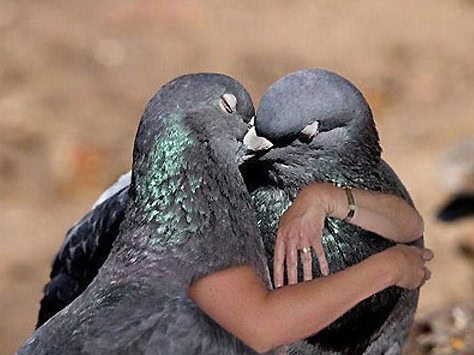 birds with arms kiss