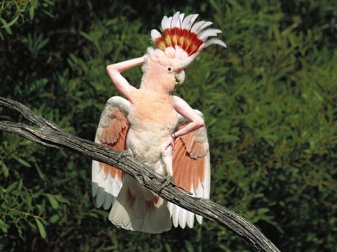 birds with arms parrot