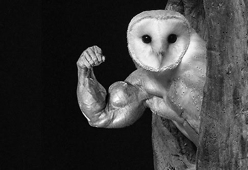 birds with arms photos