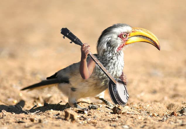 birds with arms pictures