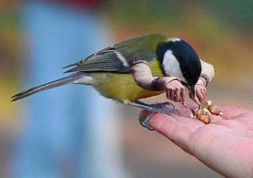 birds with arms reddit