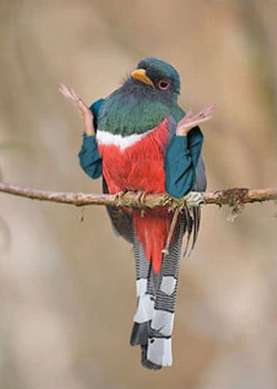 birds with arms tumblr photos