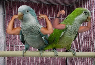 birds with arms two