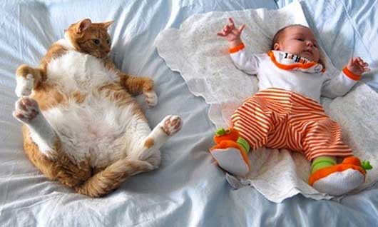 cat-baby-far
