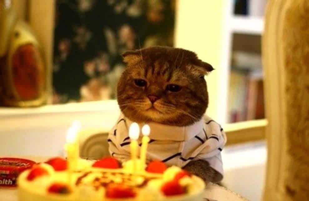 cat-birthday