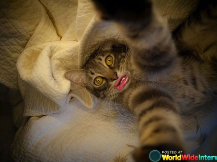 cat-duckfacephotos