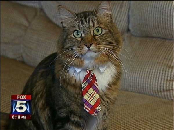 cat-news