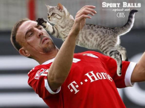 cat balls