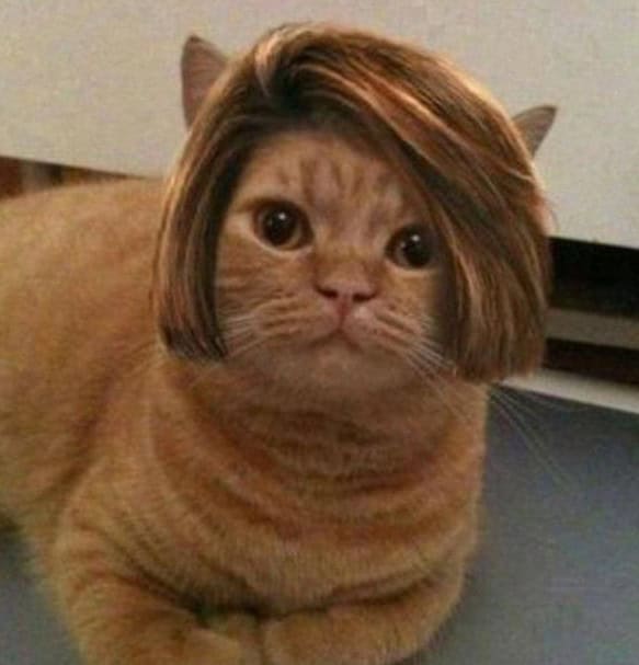 cat bob hair