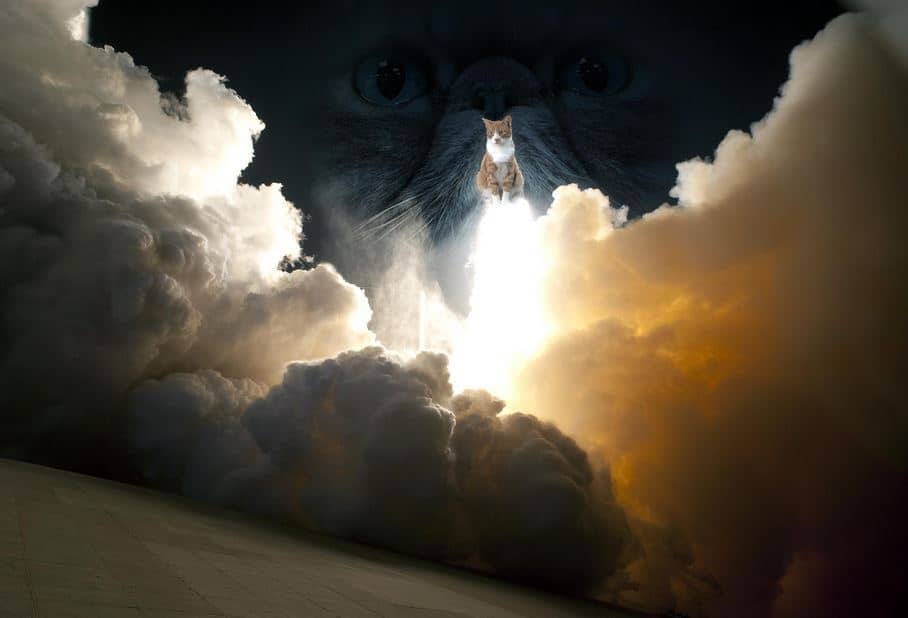 cat desktop wallpaper