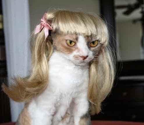 cat wig