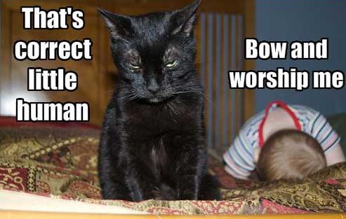 cats-with-babies