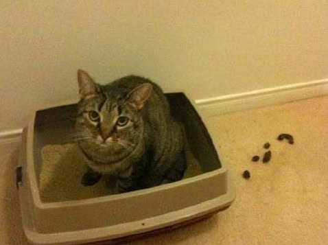 cats being jerks funny photos