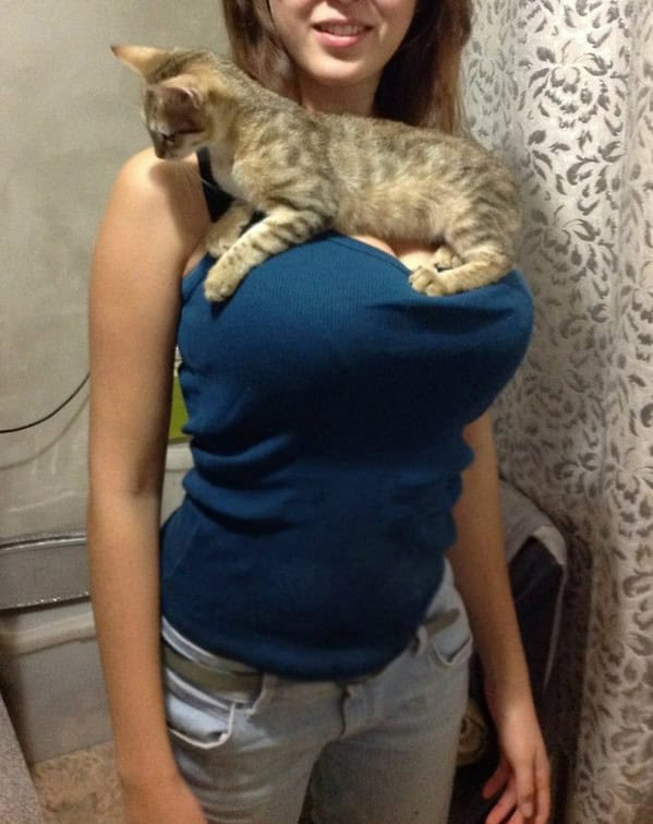 cats love shelves