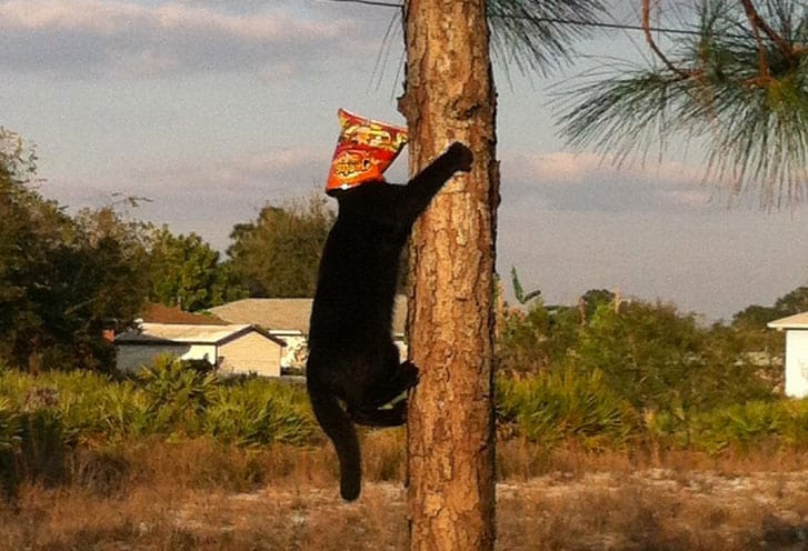 cheeots-flaming-hot-cat