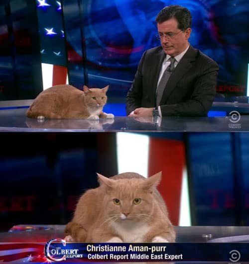 colbert-cat