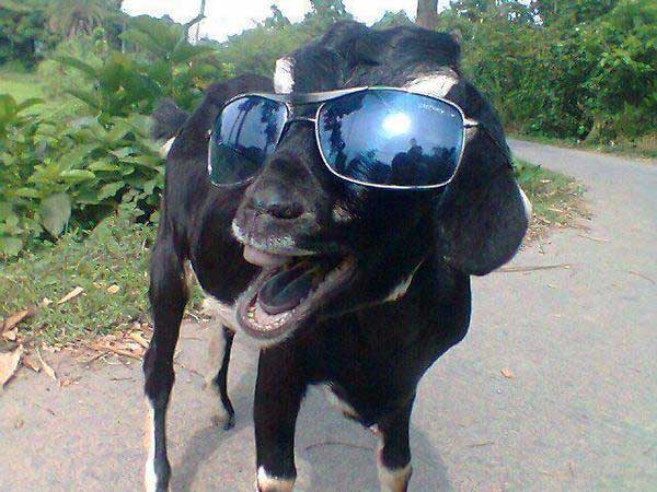 cool-goat