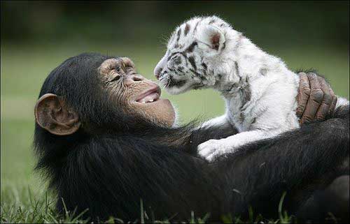 cutest-animal-photos-ever