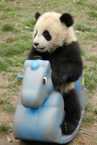 cutest-animals-ever