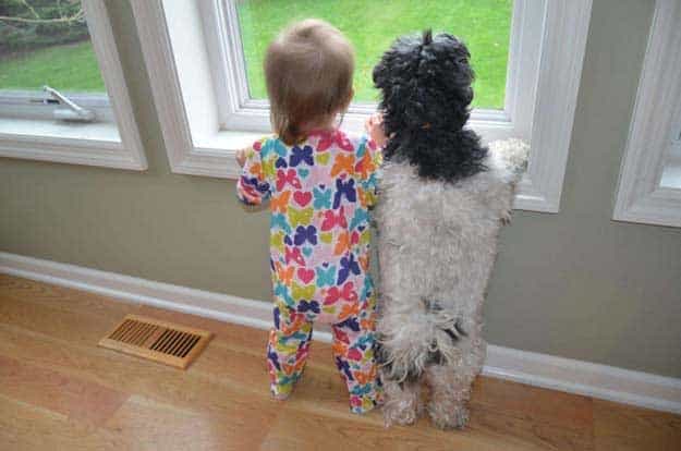 cutest-baby-puppy-photo