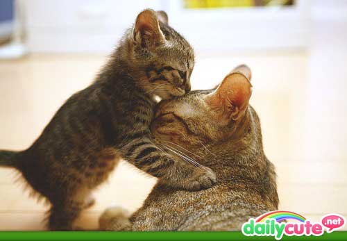 cutest-cat-photos-ever