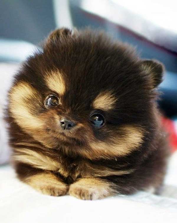cutest-dog-photos-ever