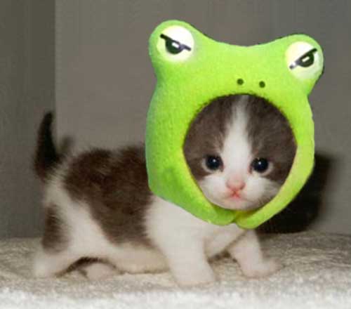 cutest-kitten-ever