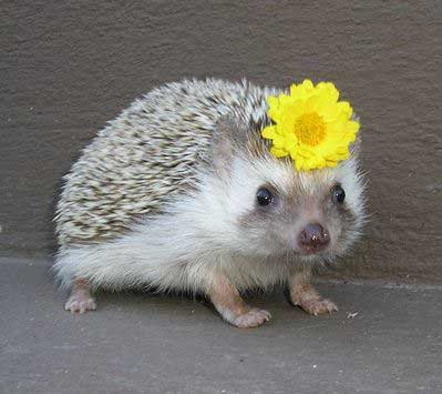 cutest-photos-ever-2