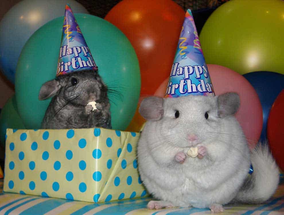 cutest-photos-on-the-internet