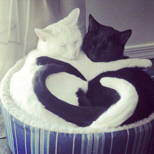 cutest-pics-ever