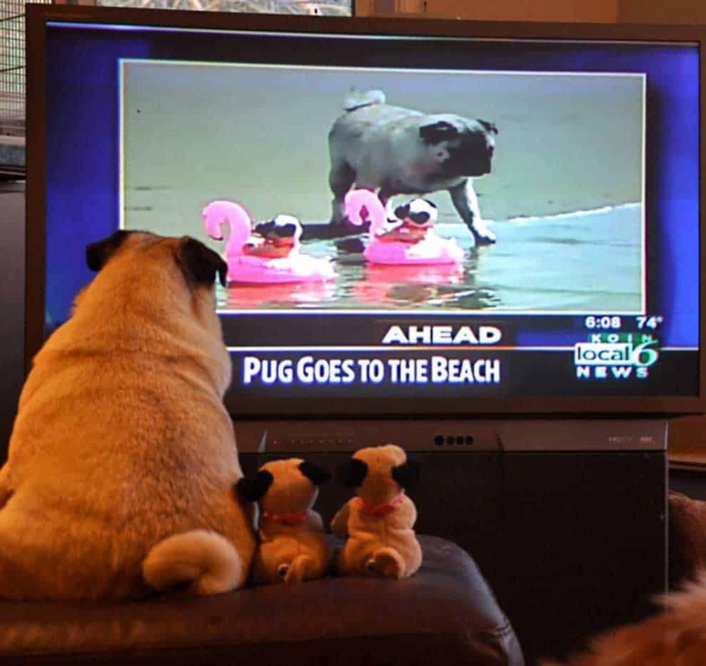 cutest-pug-ever