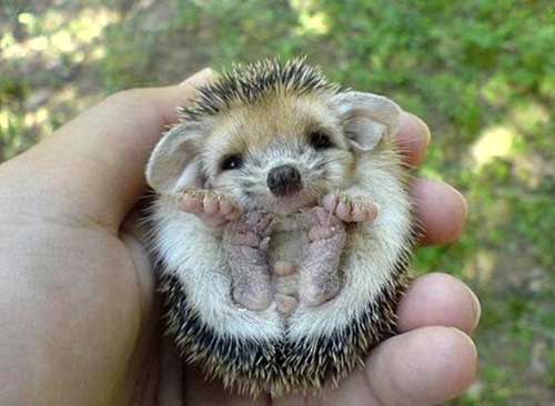 cutest-thing-ever-pics