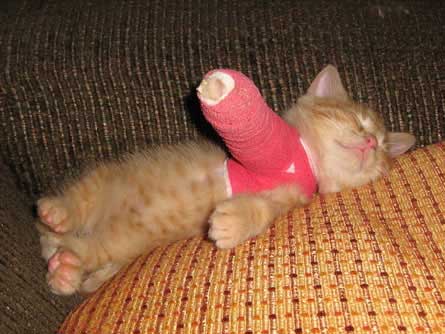 cutest-thing-ever