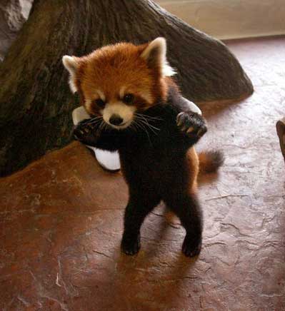 cutest-things-on-the-internet