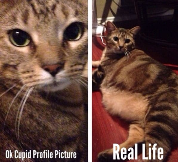 dating-cats