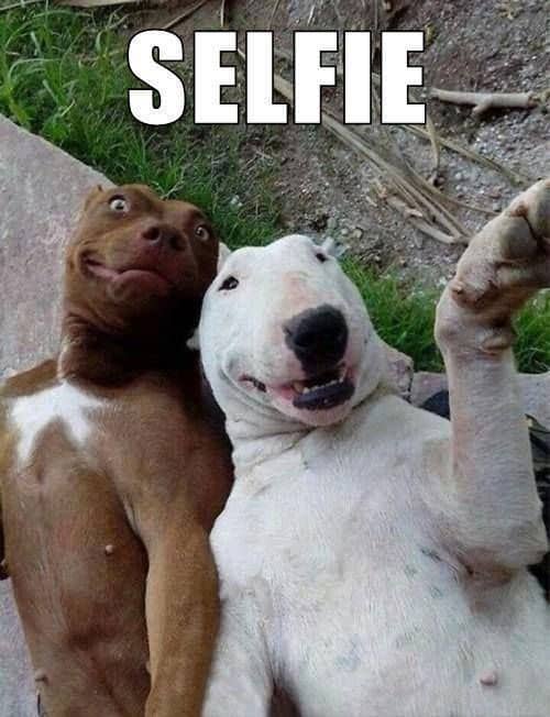 dog-selfie