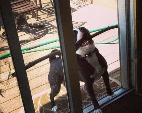 dog-youre-doing-it-wrong