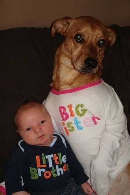 dog big sister