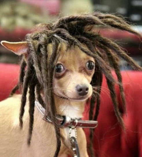 dog dreadlocks