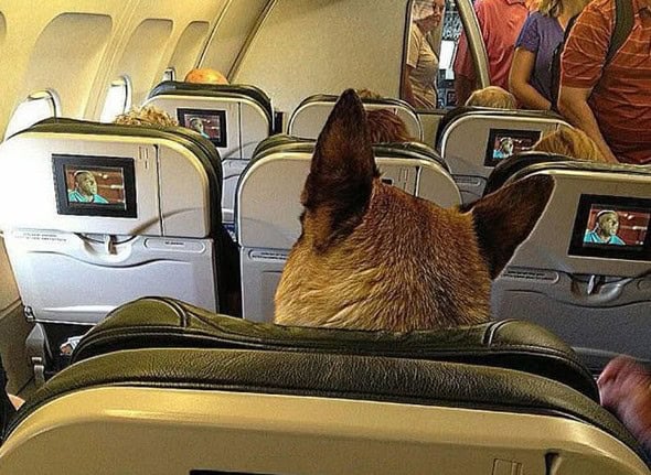 dog on a plane