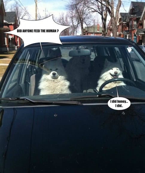 dog parallel universe