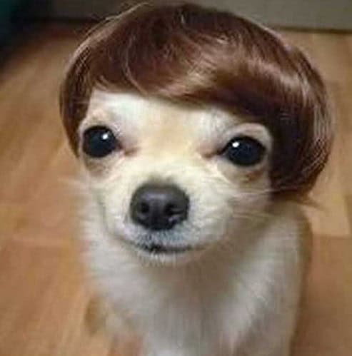 dog wig