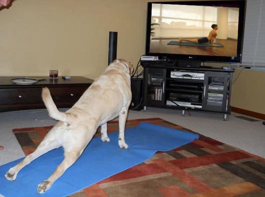 dog yoga