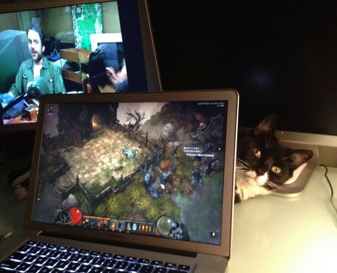 double photobomb cat