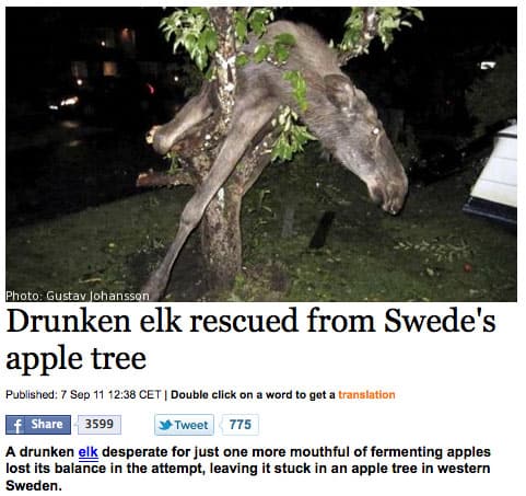 drunk-animals