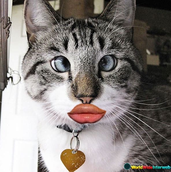 duckface-cat-funny