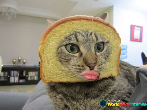 duckface-cat-lips