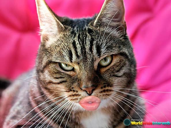 duckface-cat-photo