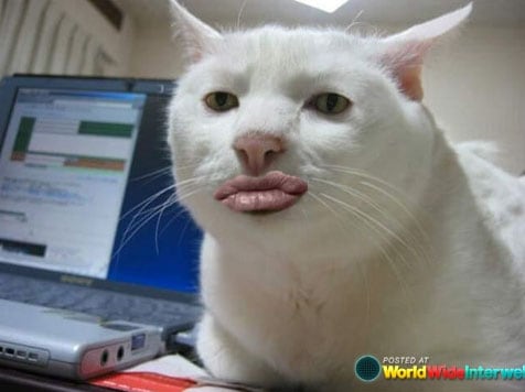 duckface-cat
